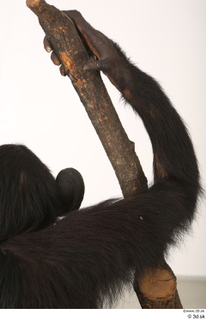 Chimpanzee Bonobo arm 0010.jpg